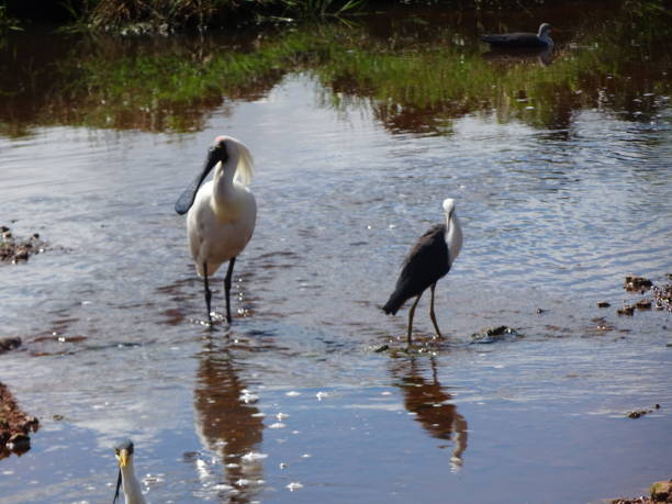 istock Royal Spoonbill. Platalea regia 1. 1161530855