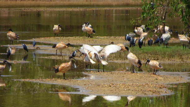 istock White Ibis. Threskiornis moluccus 1. 1161530872