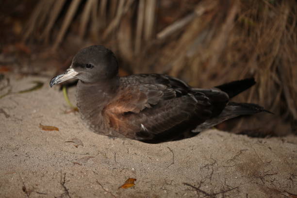 istock Mr Muttonbird. Puffinus tenuirostris 1. 1161530881