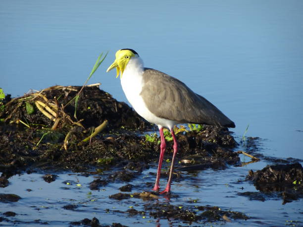 istock Masked Plover. Vanellus miles 22. 1161530890