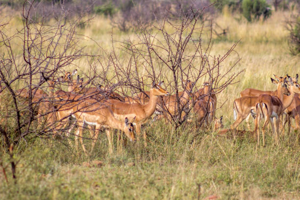 istock Impala antelope herd in Pilanesberg National Park 1161532505