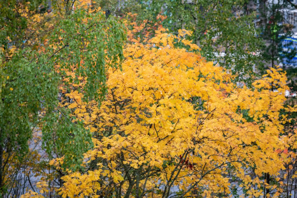 Colorful rowan foliage at park cloudy day