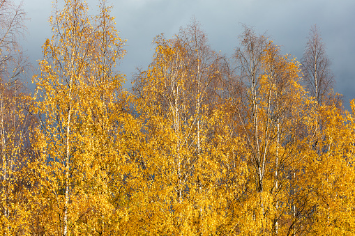 Birch trees autumn yellow foliage nature background