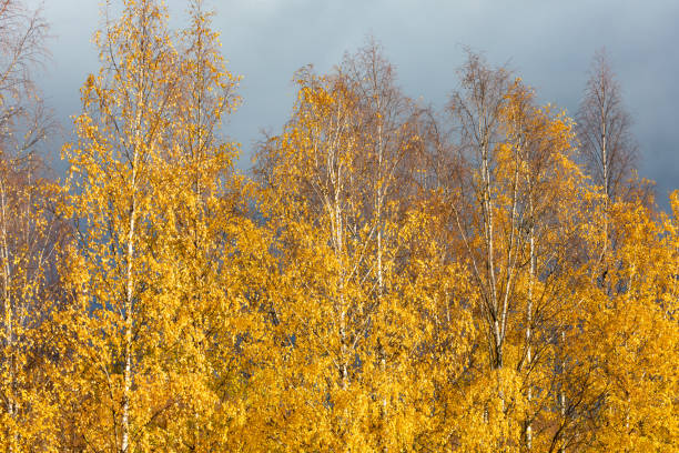 Birch trees autumn yellow foliage background Birch trees autumn yellow foliage nature background birch gold group reviews website stock pictures, royalty-free photos & images