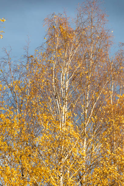 Birch tree top against cloudy sky Birch tree in sunset light against cloudy sky birch gold group review of stock pictures, royalty-free photos & images