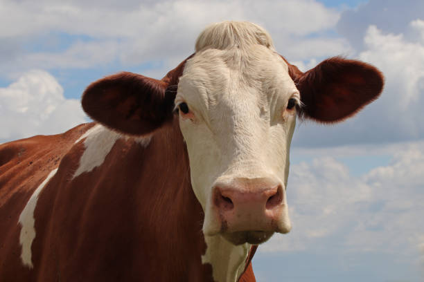 istock Portrait of a cow. 1161532667