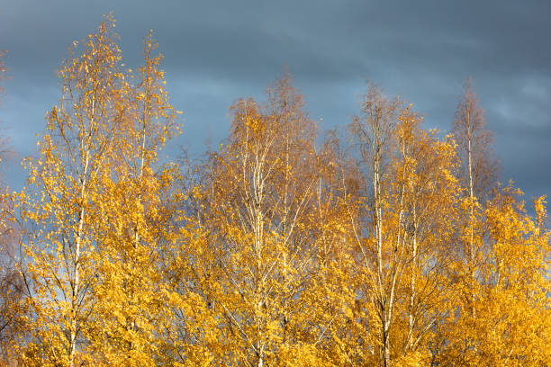 Birch tree top against cloudy sky Birch tree in sunset light against cloudy sky birch gold group reviews from customers stock pictures, royalty-free photos & images