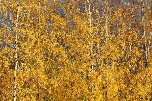 Birch trees autumn yellow foliage background Birch trees autumn yellow foliage nature background birch gold group reviews complaints stock pictures, royalty-free photos & images