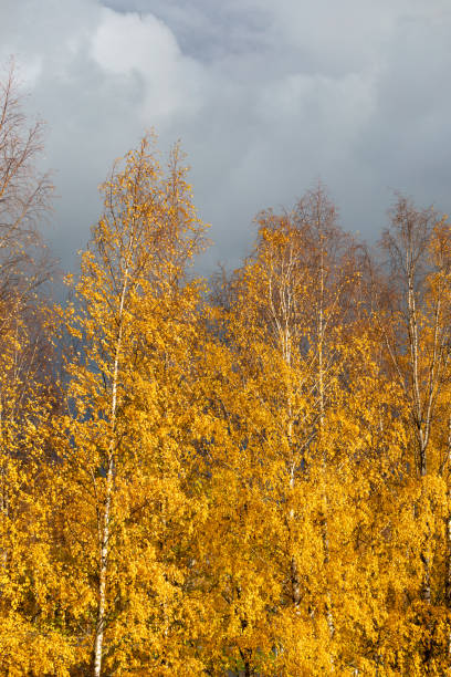 Birch tree top against cloudy sky Birch tree in sunset light against cloudy sky birch gold group reviews nationwide stock pictures, royalty-free photos & images