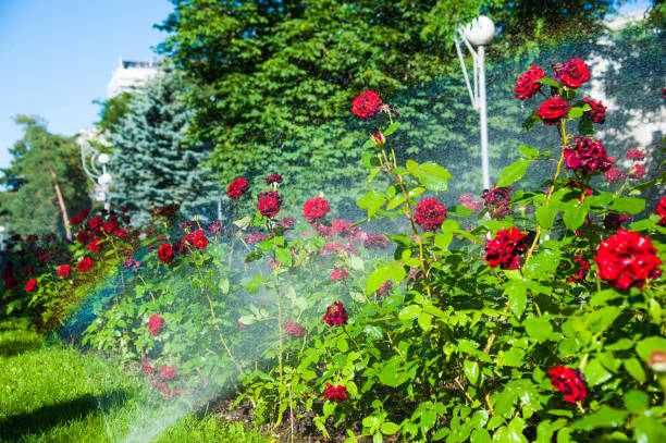 arrosage de pelouse et de fleurs roses le matin en stationnement - 7652 photos et images de collection