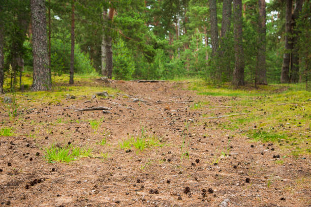 A winding road with cones in a pine summer forest