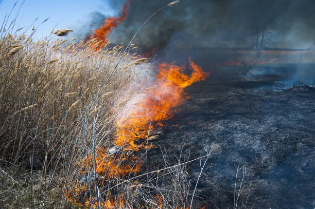 istock Fire, strong smoke. Burning reed in the swamp. Natural disaster 1161533560
