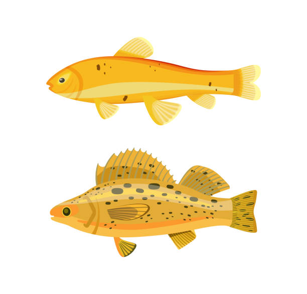 Yellow Fish Types Zebra Set Vector Illustration Yellow fish types zebra set. Colorless animals with spots on back and gills. Creature of waters with dorsal fin to swim easier vector illustration metriaclima estherae red zebra stock illustrations