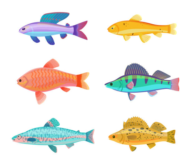Zebra and Jewel Cichlid Set Vector Illustration Zebra and jewel cichlid set of tropical colorful fish species. Jack Dempsey limbless animal blue color with dorsal fin isolated on vector illustration zebra cichlid stock illustrations