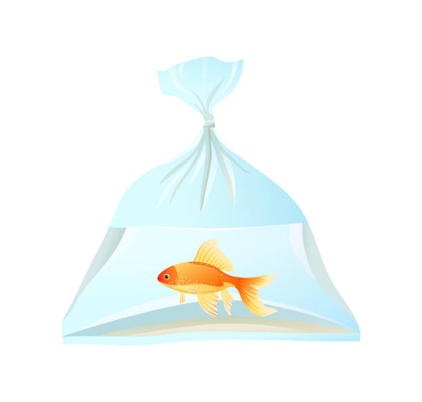Goldfish Swim In Plastic Bag Tied With Rope Stock Illustration
