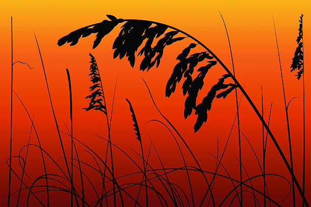 바다빛 맥류, reeds 한 해질녘까지 - sea oat grass stock illustrations