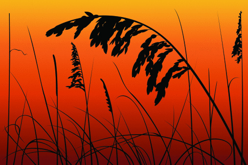 Sea oats and reeds against a sunset background. Download file contains: x-large, large, medium, and small JPEGs; PNG without sunset background; Illustrator CS3 file.