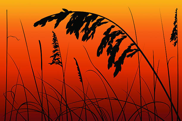 Sea Oats and Reeds on a Sunset Sea oats and reeds against a sunset background. Download file contains: x-large, large, medium, and small JPEGs; PNG without sunset background; Illustrator CS3 file. marram grass stock illustrations