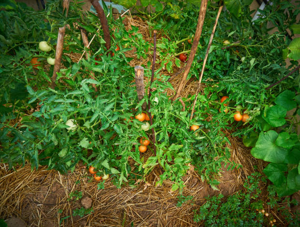 istock Organic, fresh and healthy tomatoes 1161537839