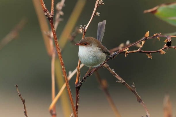 Female Superb Fairywren perched in a bush stock photo