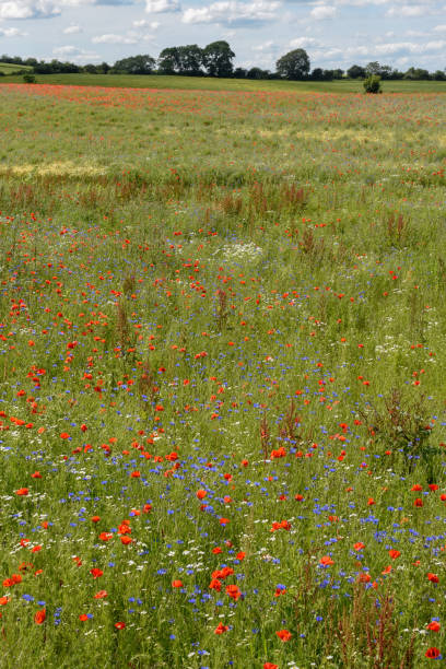 istock Colorful flowers on a green meadow, Denmark 1161540828