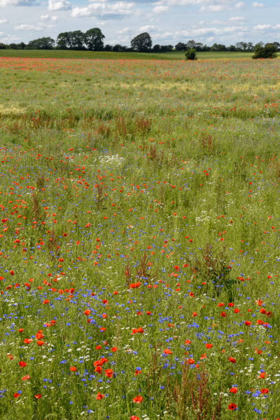 istock Colorful flowers on a green meadow, Denmark 1161541098