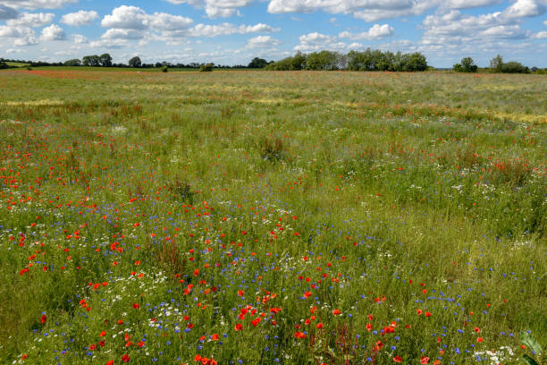 istock Colorful flowers on a green meadow, Denmark 1161541196