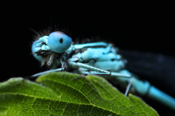istock Coenagrion puella on a leaf 1161541619