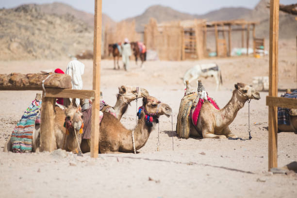 Camels sitting in a bedouin village