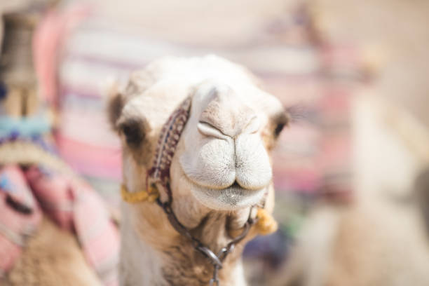 camels in the desert