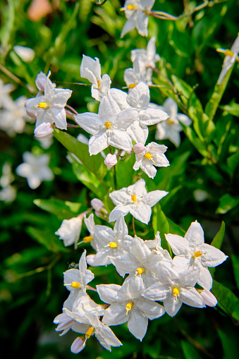 Blossomed white jasmine, detail