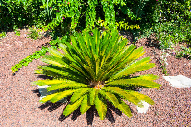 Lush green cycad leaves stretch upward, illuminated by bright sunlight in a coastal garden. The tropical setting showcases the vibrant foliage against a clear sky, creating a serene atmosphere.