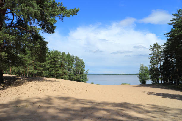 istock scenic view beach on the lake among pines trees 1161548227