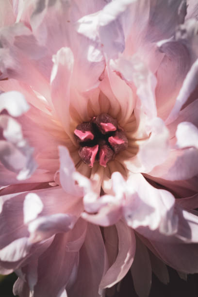 istock Pink Paeonia Latifolia Flower 1161548249