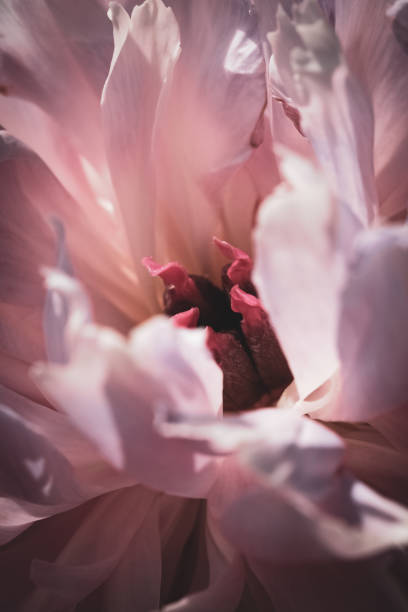 istock Pink Paeonia Latifolia Flower 1161548333