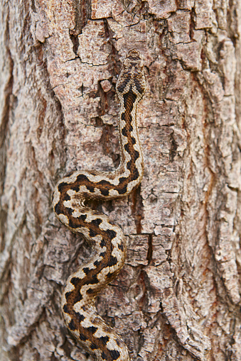 Snake camouflage. Vipera aspis detail on a trunk surface. Vertical
