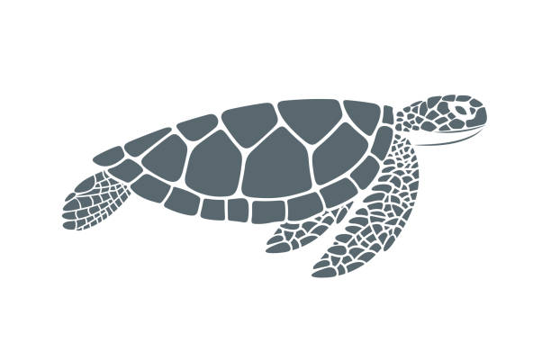 ウミガメ。白い背景に孤立したカメ。爬虫類 - turtle green sea turtle silhouette sea点のイラスト素材／クリップアート素材／マンガ素材／アイコン素材