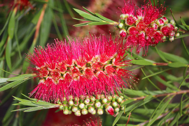 Stock photo of tropical red bottlebrush flowers (Callistemon citrinus 'Splendens') with red bottle brush flowers close-up, exotic sub-tropical garden shrub, growing in sunny garden with large blooms and small green leaves, blurred gardening background imagen de flores de cepillo de botella rojo tropical en flor (callistemon citrinus 'splendens'), exótico arbusto de jardín subtropical con flores de cepillo de botella roja de cerca, creciendo en jardín soleado con grandes flores y pequeñas hojas verde