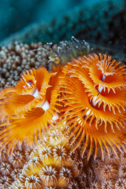 istock Spirobranchus giganteus, Christmas tree worms 1161553912
