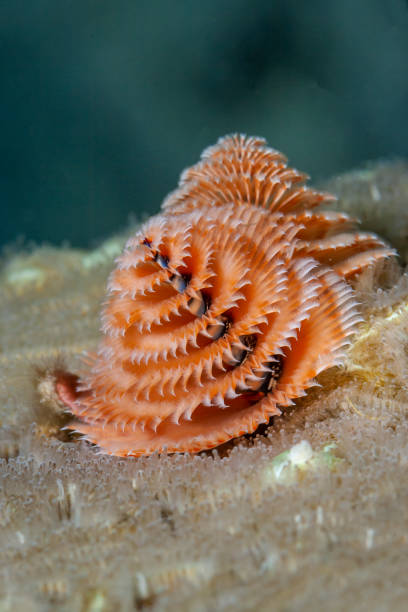 istock Spirobranchus giganteus, Christmas tree worms 1161554002