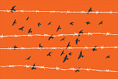 birds flying over broken barbed wire