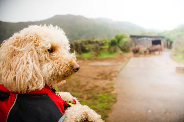 istock Cute puppy dog looking other animals 1161555081