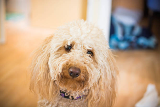istock Cute puppy dog looking with curiosity to camera 1161555084