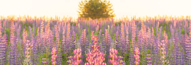 Photo of Dawn blurred landscape in muted tones, blooming meadow lupins, wild flowers. Panorama banner background wallpaper.