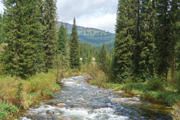 Tushkanchik river in Ergaki natural reserve, West Sayan mountains, Siberia, Russia Tushkanchik river in Ergaki natural reserve, West Sayan mountains, Siberia, Russia siberia summer stock pictures, royalty-free photos & images