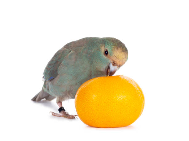 istock Turquoise Kakariki bird on white 1161558156