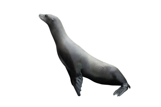 istock california sea lion isolated on white 1161558283