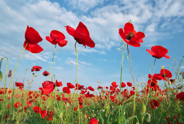 istock In poppies field. 1161558354