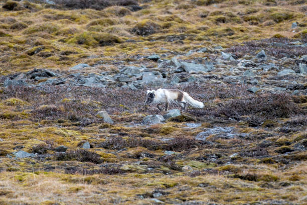 Artic Fox hunting for eggs at Svalbard Islands