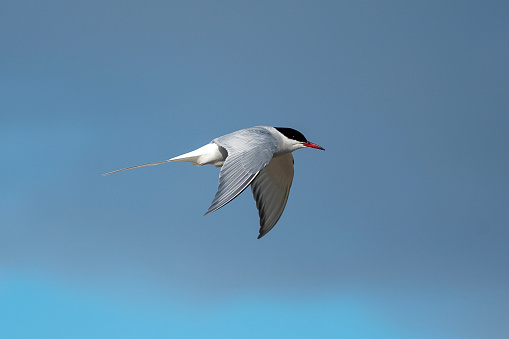 Artic Tern in flight with blue sky and clouds  at svalbard island
